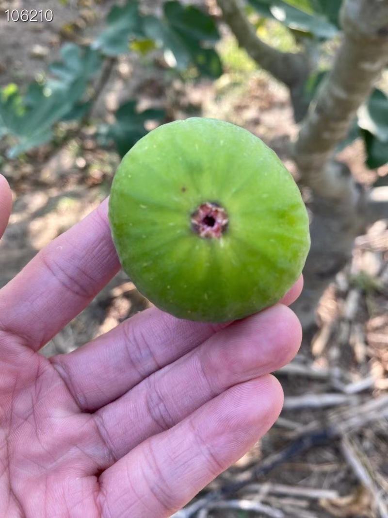威海青皮无花果工厂加工果，可用于冻干烤干造酒寻合作厂家