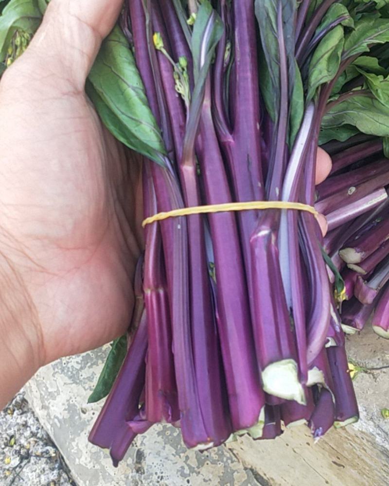 贵州省安顺市高原红菜菜
