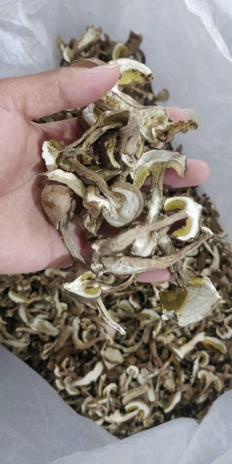 牛肝菌