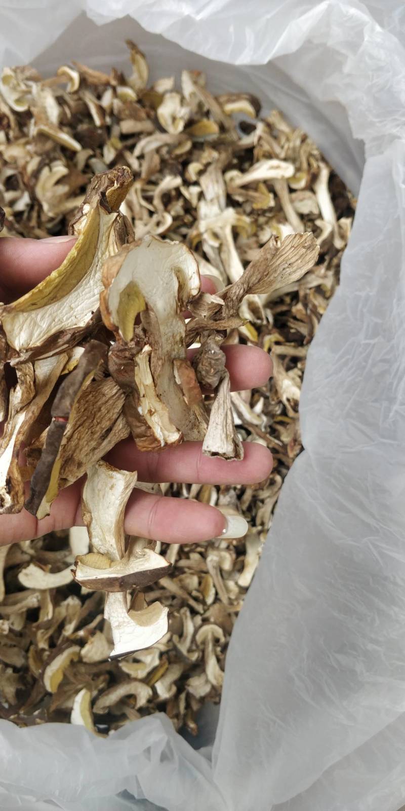 牛肝菌