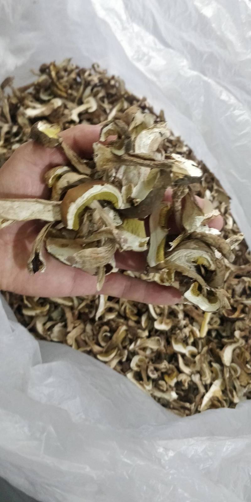 牛肝菌