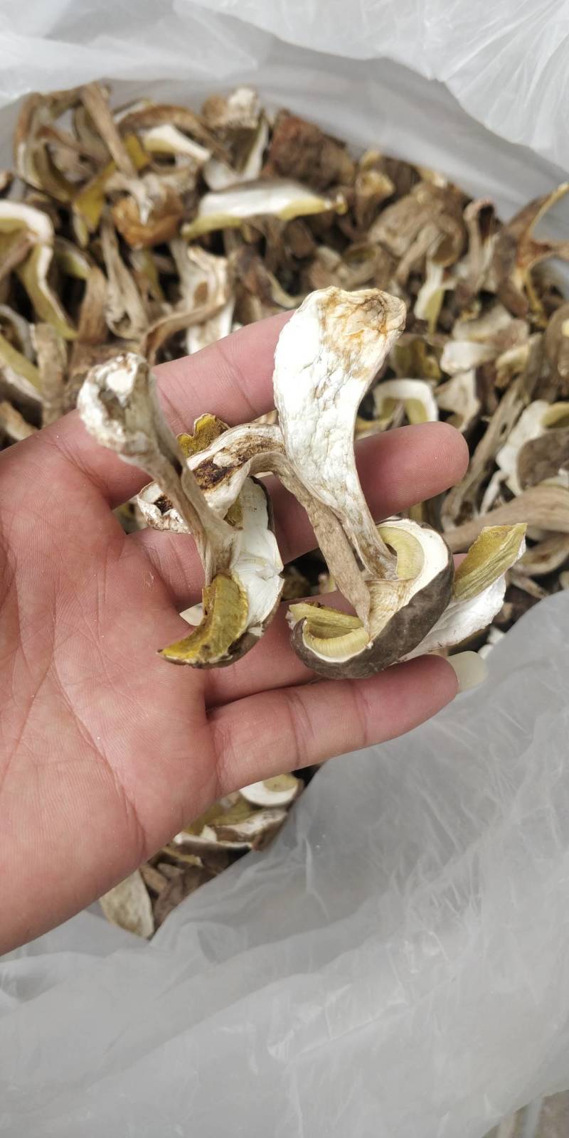 牛肝菌