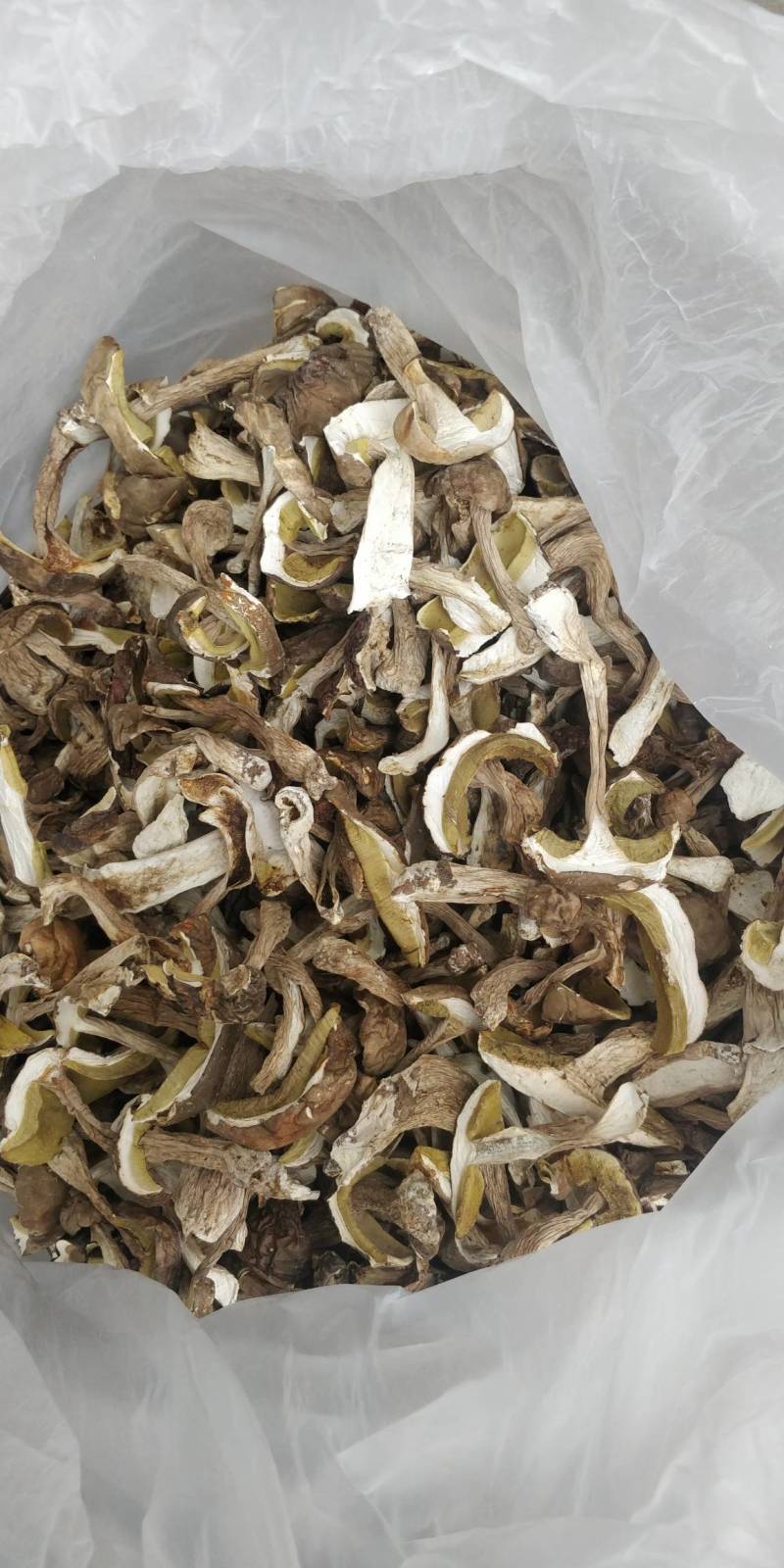 牛肝菌