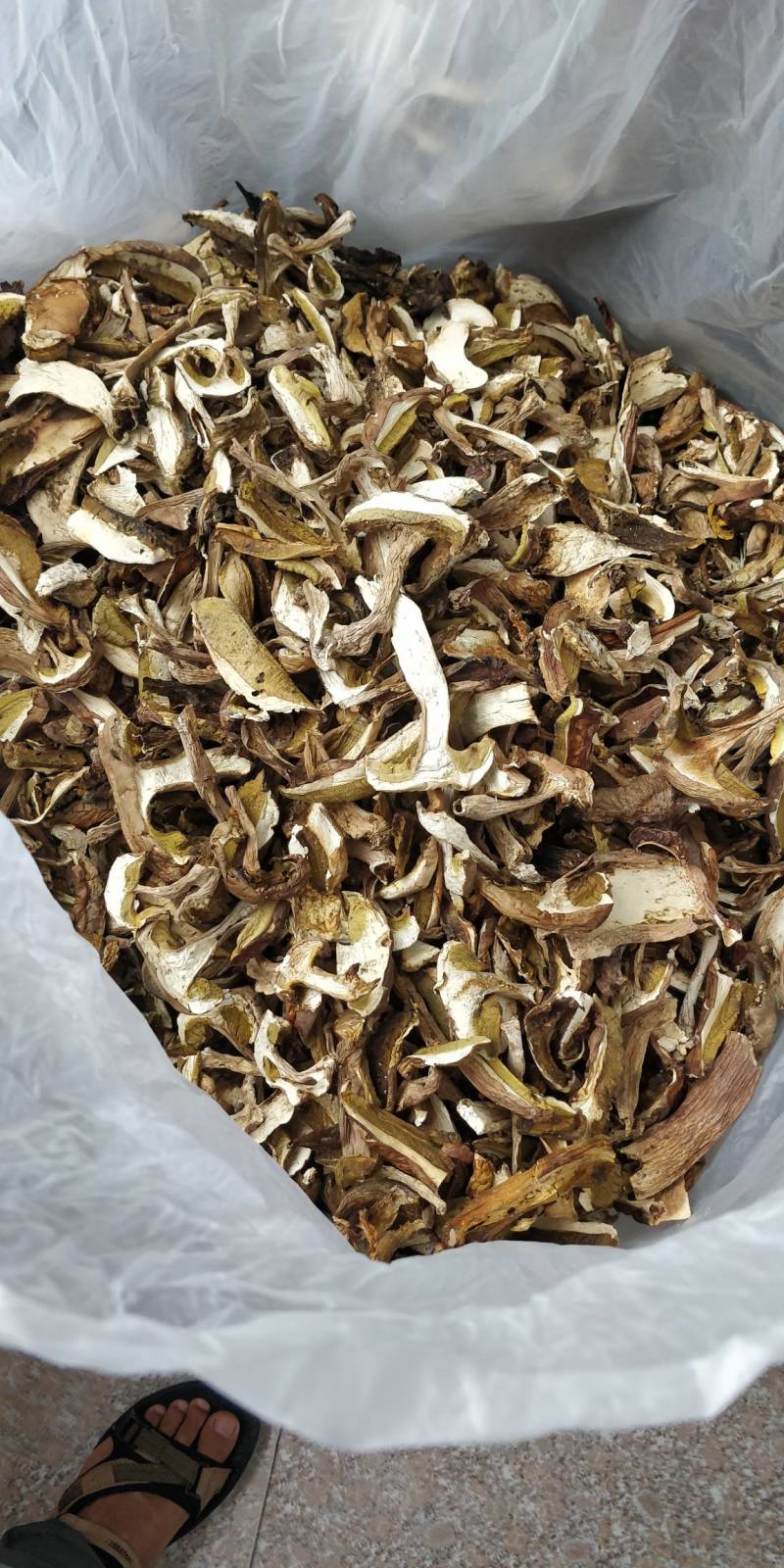 牛肝菌