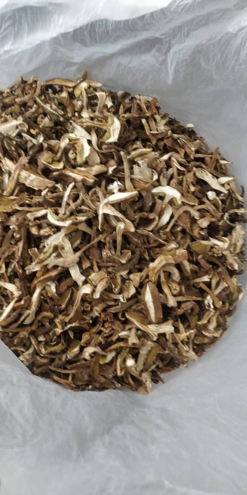 牛肝菌