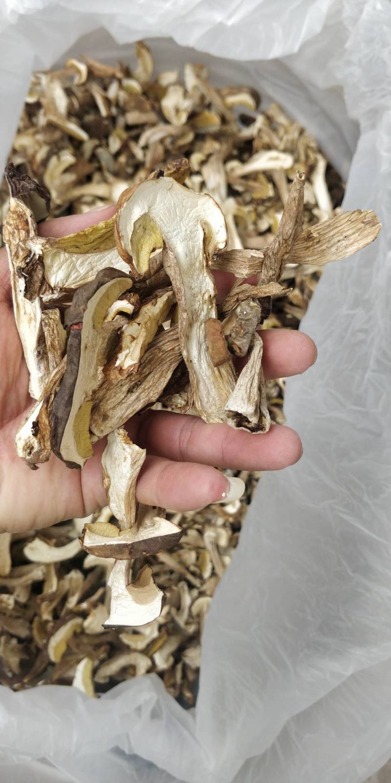 牛肝菌