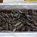 辽宁大连海参海参加工过程产生的断参，加工过程产生的