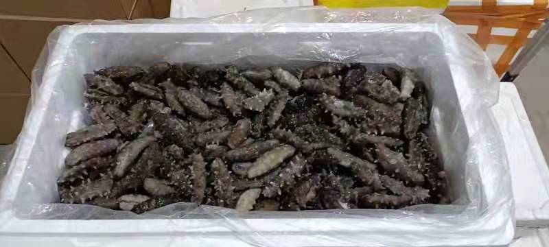 辽宁大连海参海参加工过程产生的断参，加工过程产生的
