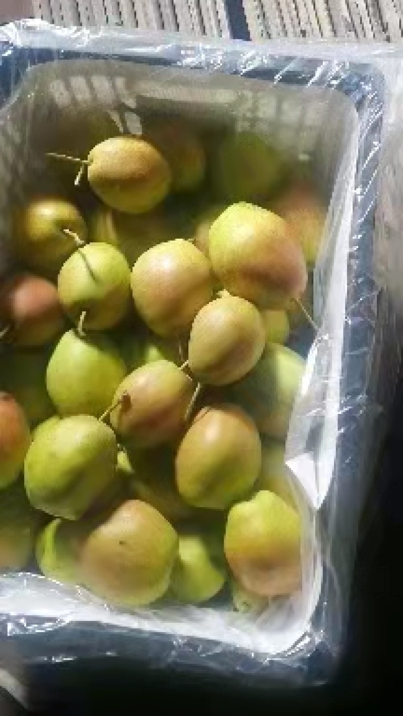 梨红香酥河北赵县红香酥梨基地供应量大从优