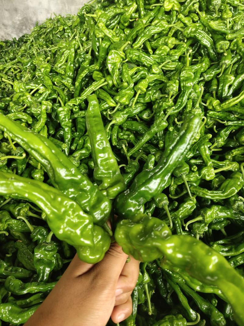 大辣椒，薄皮辣椒芜湖椒，线椒301，薄皮，皱皮