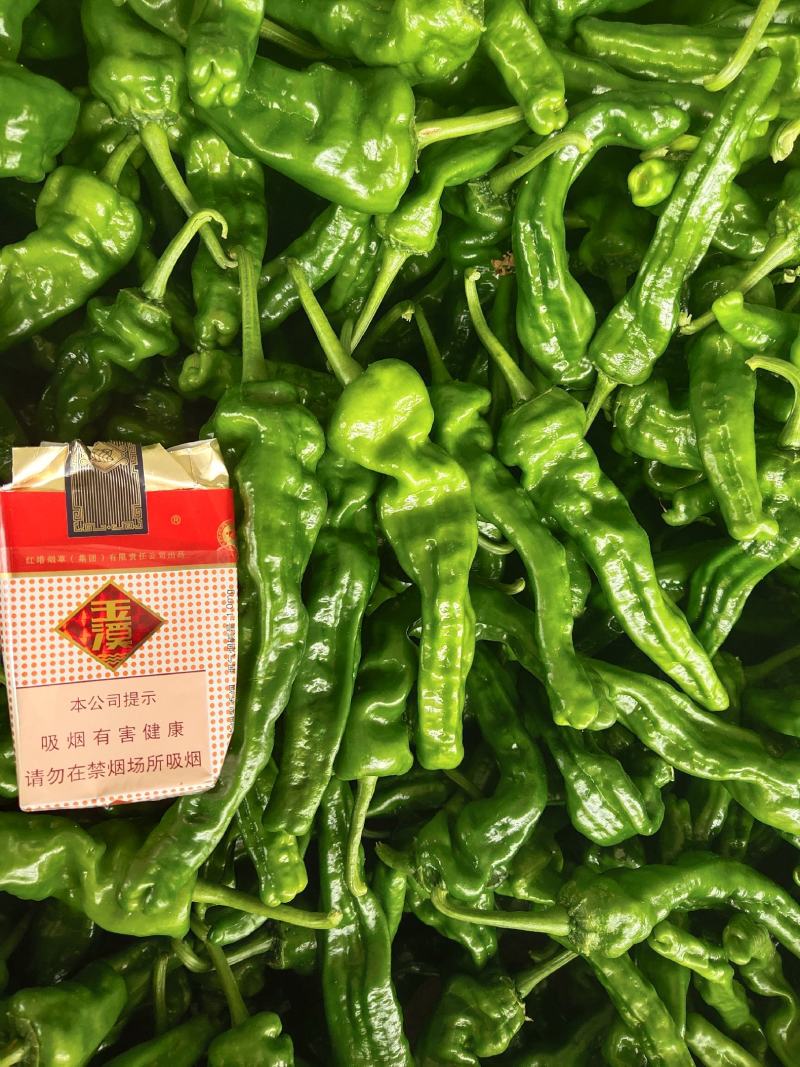 大辣椒，薄皮辣椒芜湖椒，线椒301，薄皮，皱皮