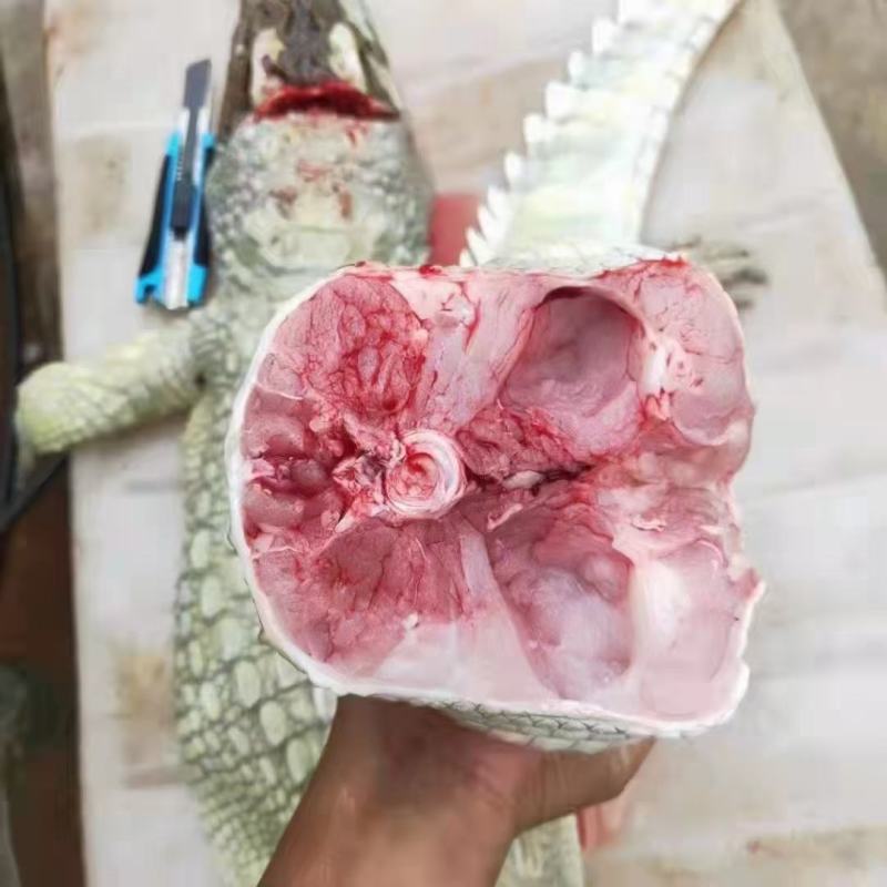 鳄鱼肉