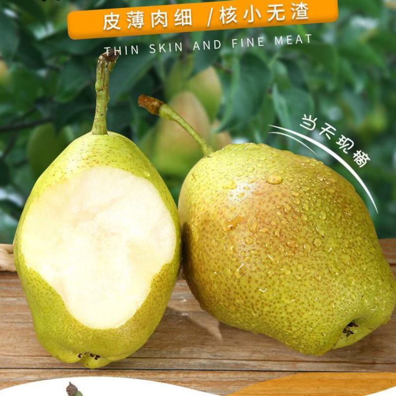 梨红香酥河北赵县红香酥梨基地供应量大从优