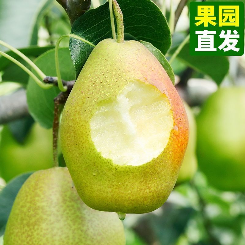 梨红香酥梨河北赵县红香酥梨基地供应量大从优