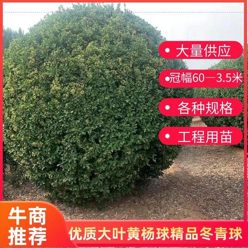 精品大叶黄杨球自产自销大量供应欢迎实地考察