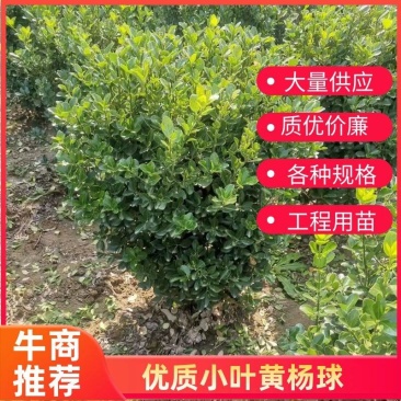 大叶黄杨球冬青球自产自销大量供应欢迎实地考察
