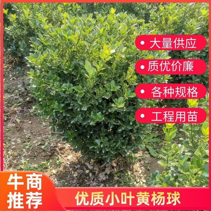 大叶黄杨球冬青球自产自销大量供应欢迎实地考察