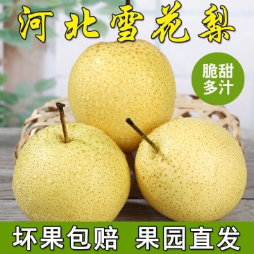 【精品雪花梨】河北赵县雪花梨基地供应量大从优