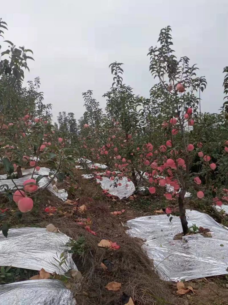 辽南韩富大量供应，，颜色好，果面亮