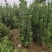 北海道黄杨，冠幅好，根系发达，成活率高，