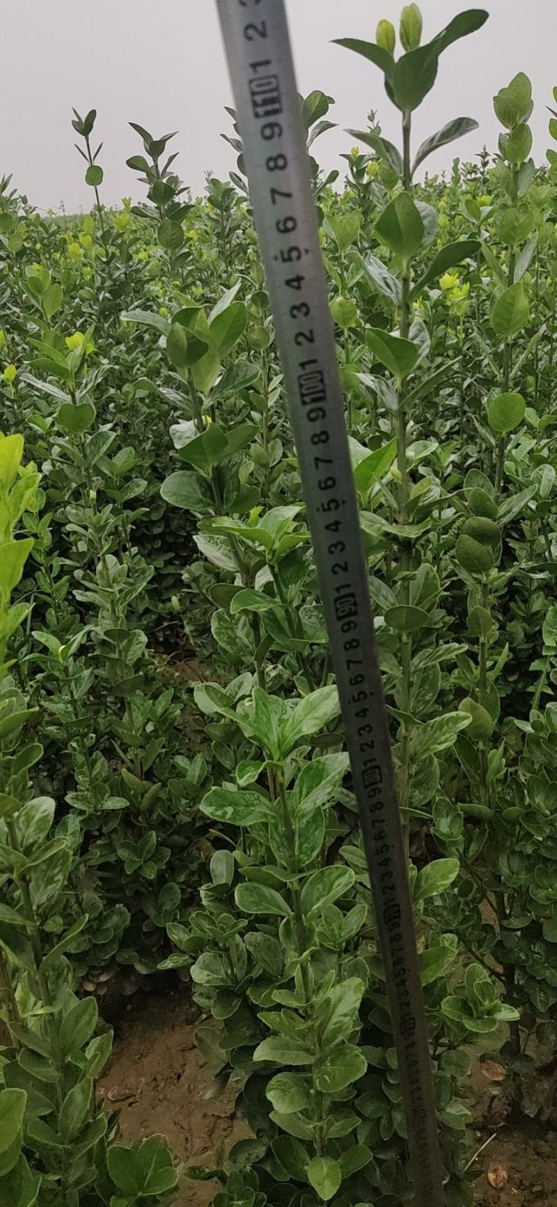 北海道黄杨，冠幅好，根系发达，成活率高，