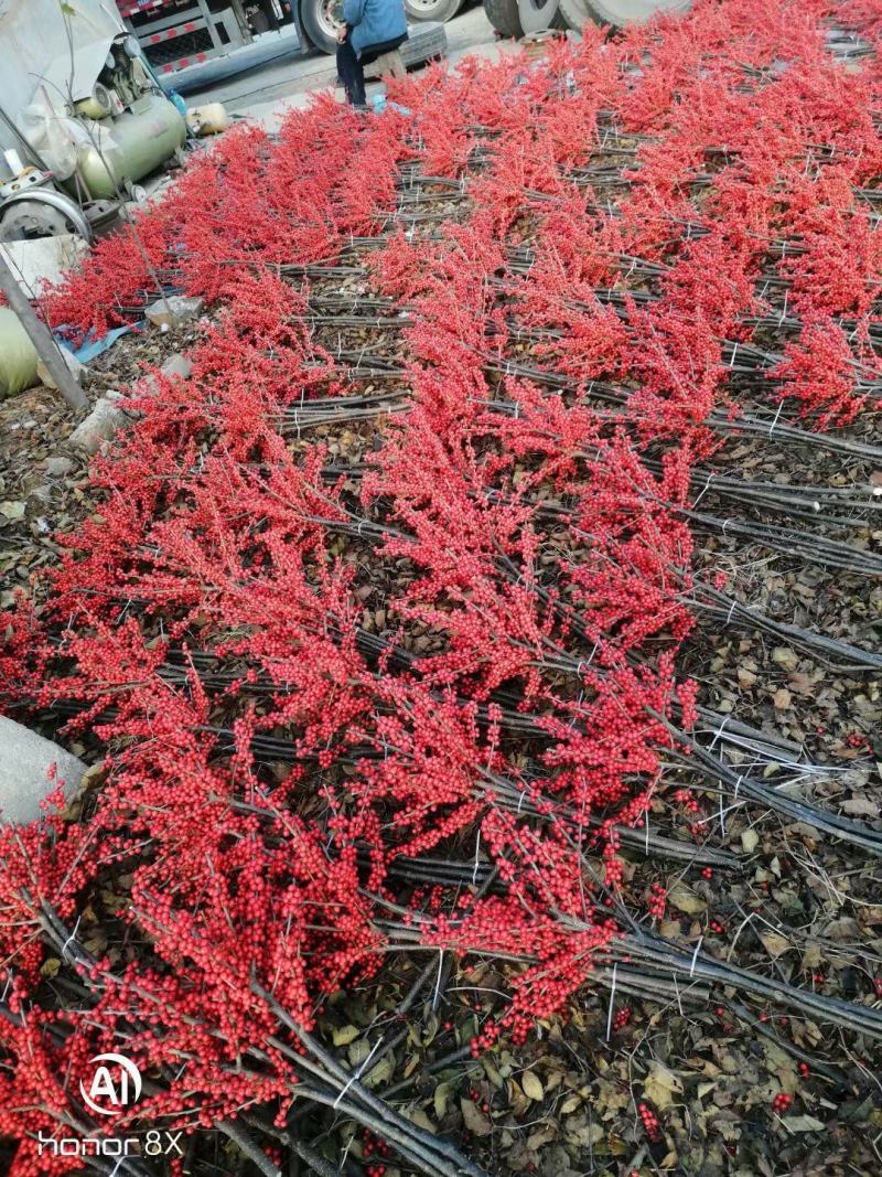 北美冬青切枝40公分到80公分北美冬青基地