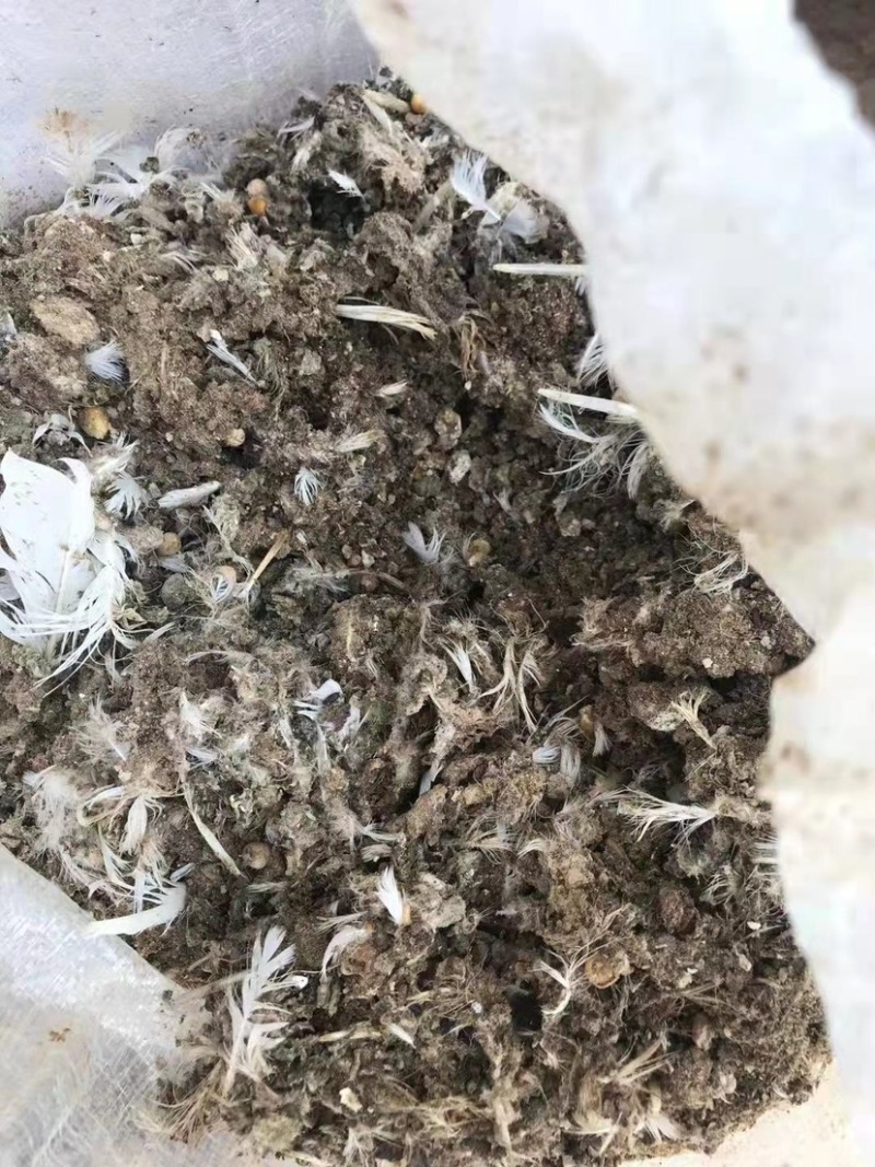 厂家批发直销纯鸽子粪，质量保证纯正有需求的老板可以联系我
