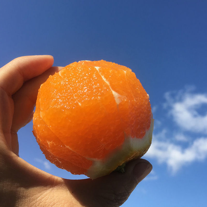 脐橙纽荷尔湖北秭归九月红脐橙基地供应量大从优