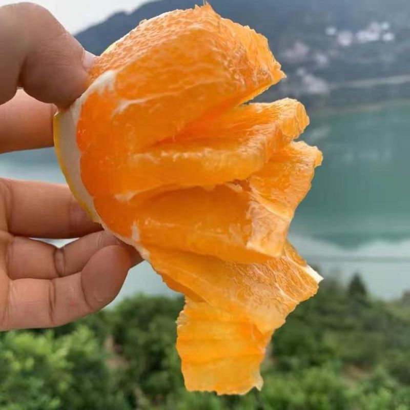 脐橙纽荷尔湖北秭归九月红脐橙基地供应量大从优