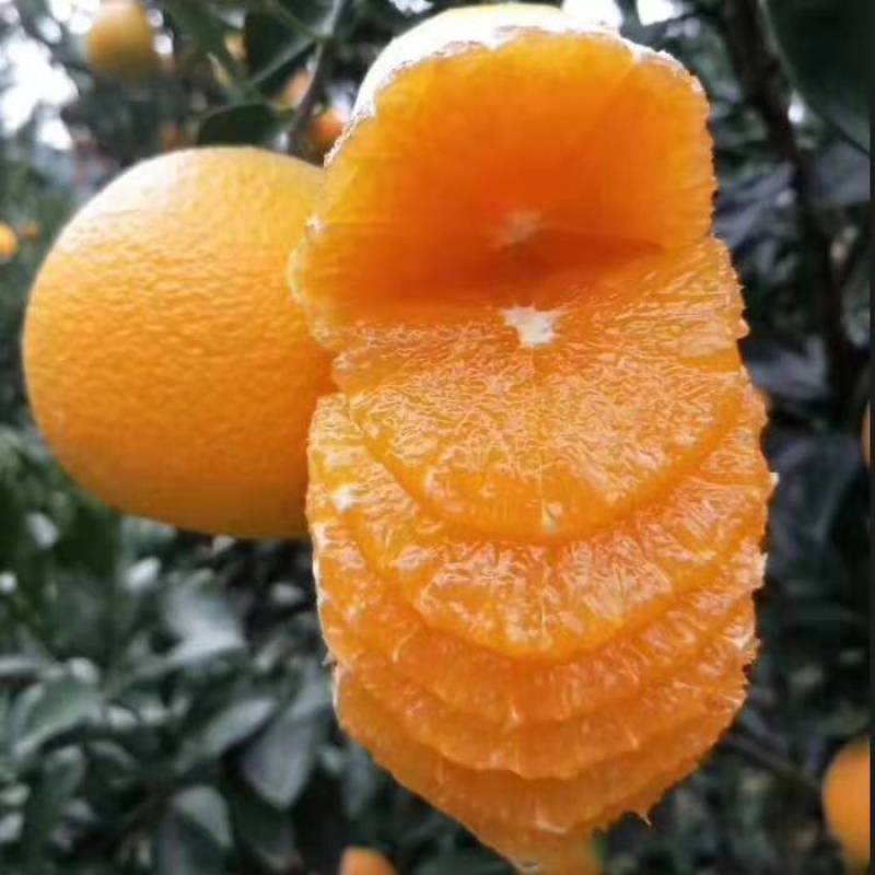 脐橙纽荷尔湖北秭归九月红脐橙基地供应量大从优