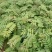 铁刀木合适院子路旁荒地复绿征收种植种苗四季种植种苗