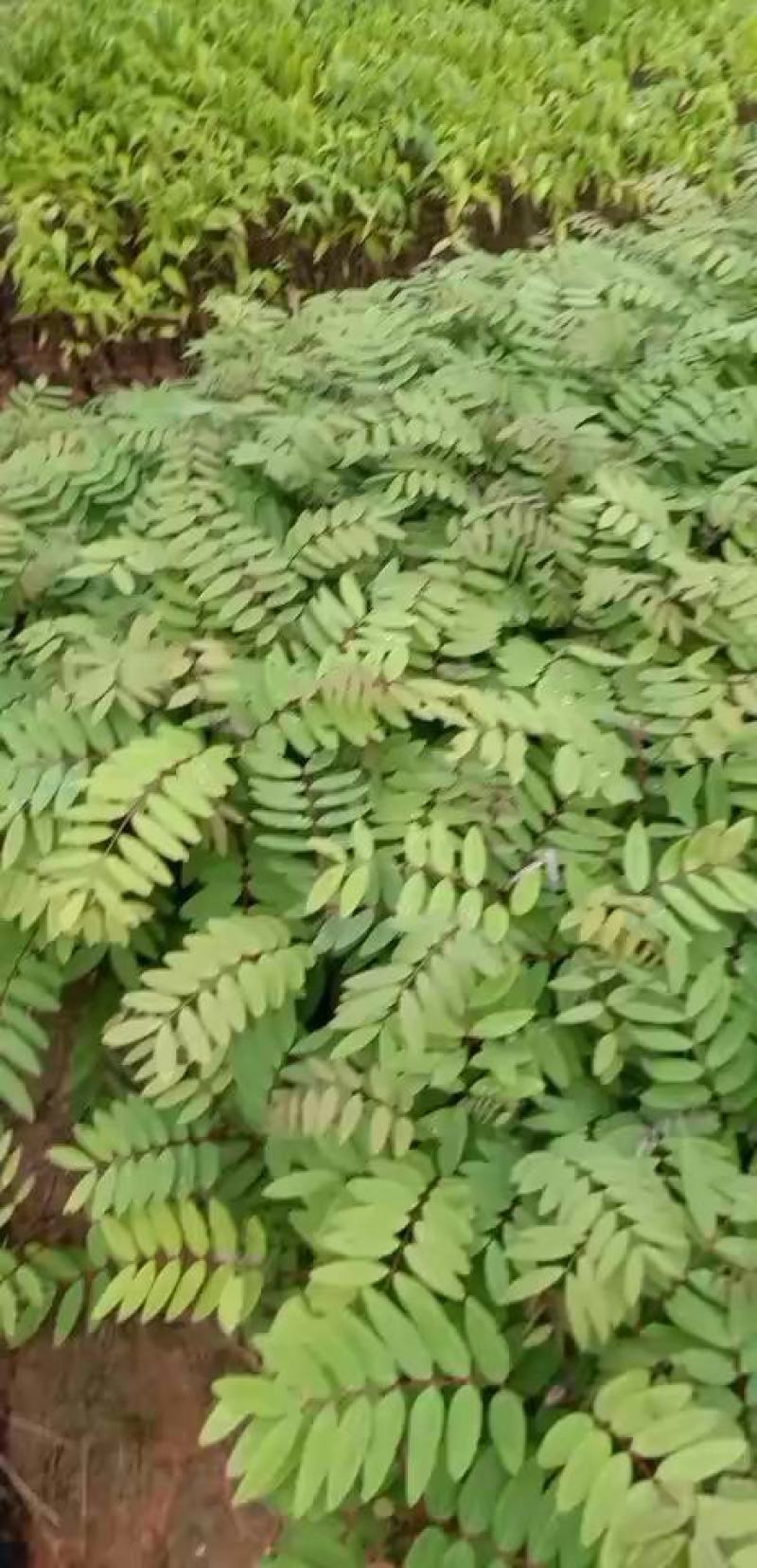 铁刀木合适院子路旁荒地复绿征收种植种苗四季种植种苗