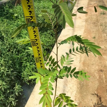 铁刀木合适院子路旁荒地复绿征收种植种苗四季种植种苗