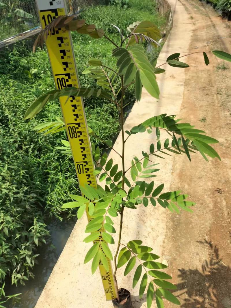 铁刀木合适院子路旁荒地复绿征收种植种苗四季种植种苗