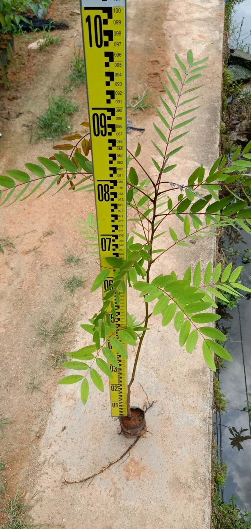 铁刀木合适院子路旁荒地复绿征收种植种苗四季种植种苗
