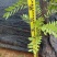铁刀木合适院子路旁荒地复绿征收种植种苗四季种植种苗