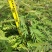 铁刀木合适院子路旁荒地复绿征收种植种苗四季种植种苗