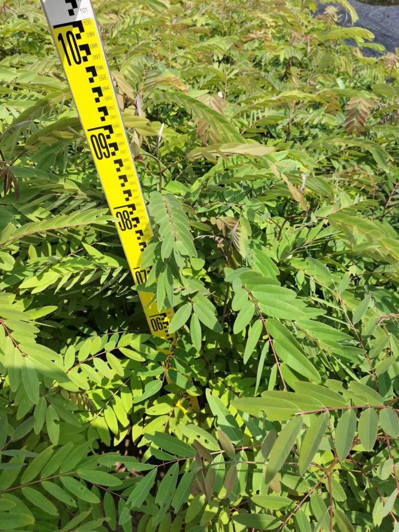 铁刀木合适院子路旁荒地复绿征收种植种苗四季种植种苗