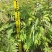 铁刀木合适院子路旁荒地复绿征收种植种苗四季种植种苗