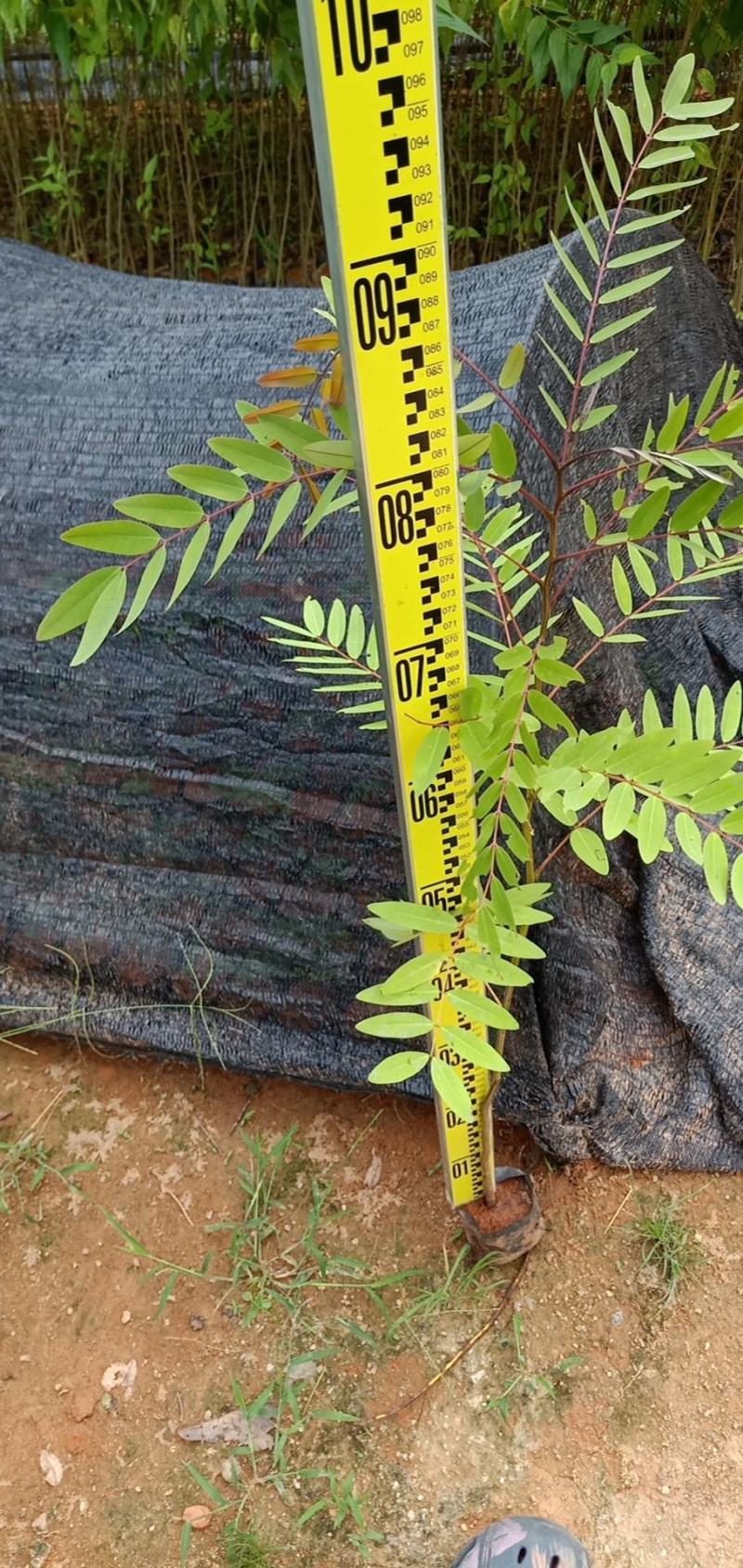 铁刀木合适院子路旁荒地复绿征收种植种苗四季种植种苗