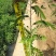 铁刀木合适院子路旁荒地复绿征收种植种苗四季种植种苗
