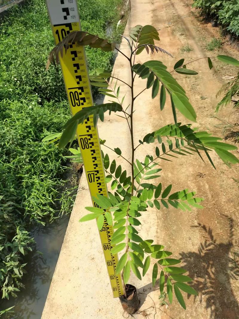 铁刀木合适院子路旁荒地复绿征收种植种苗四季种植种苗