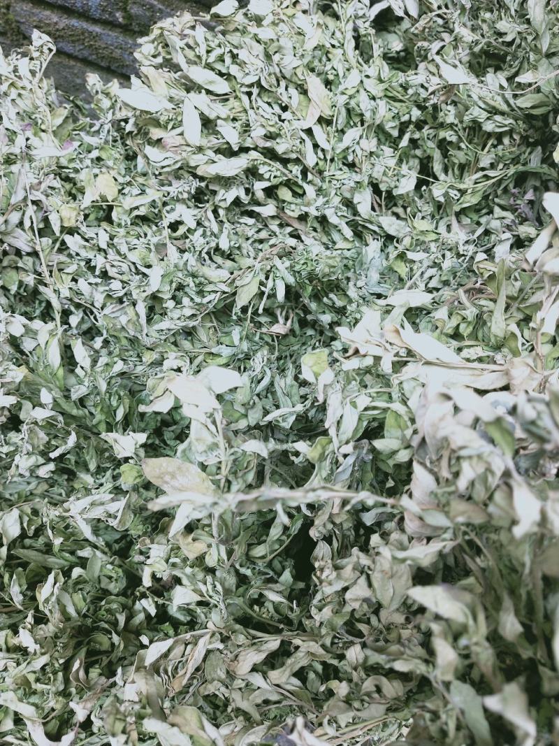 金牛草.紫背金牛.