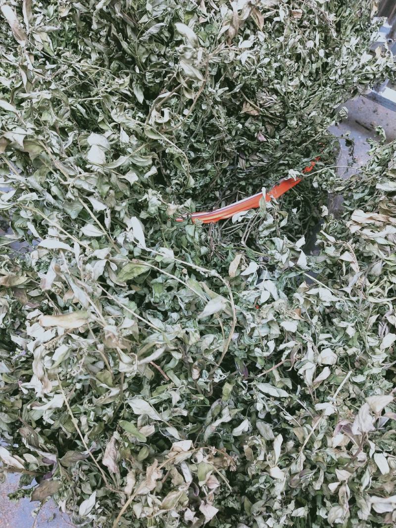 金牛草.紫背金牛.