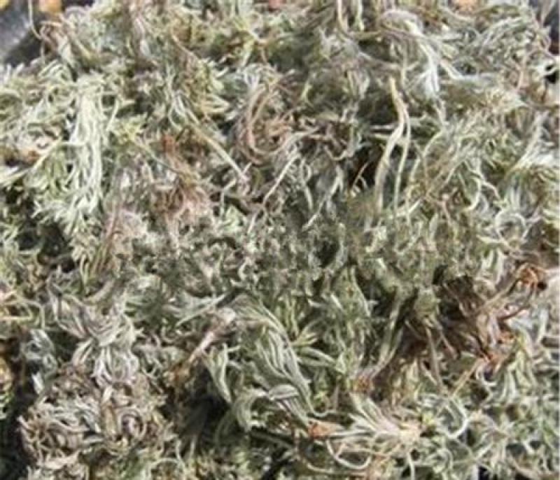 茵陈，绵茵陈新货无硫野生现货供应，欢迎咨询购买！