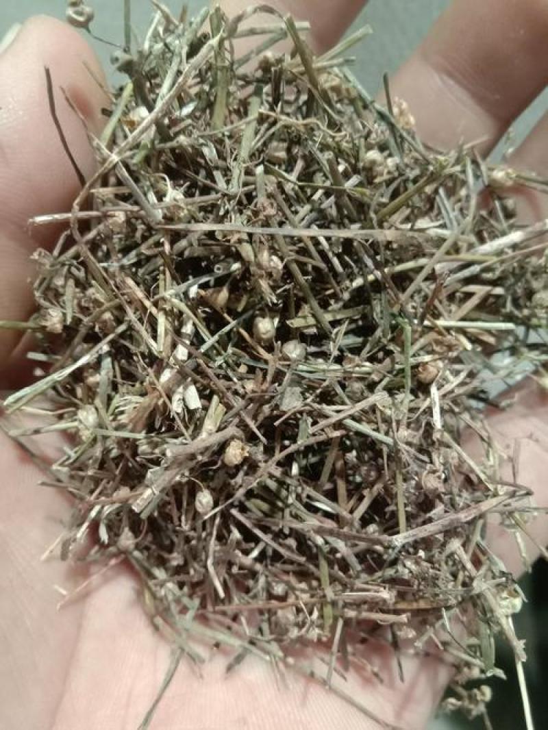 白花蛇舌草，野生白花蛇舌草新货切片干净无杂现货供应！