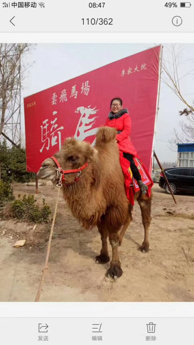 厂家自养自销各种乘骑骆驼，观赏骆驼，拍照骆驼，欢迎选购