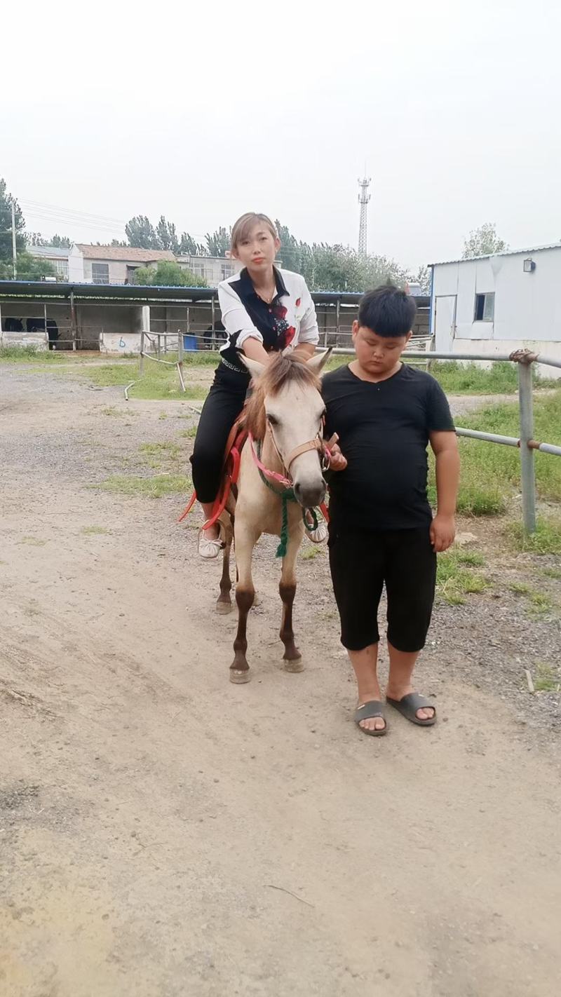 我厂自养自销各种矮马，半血马，纯血马，欢迎大家选购