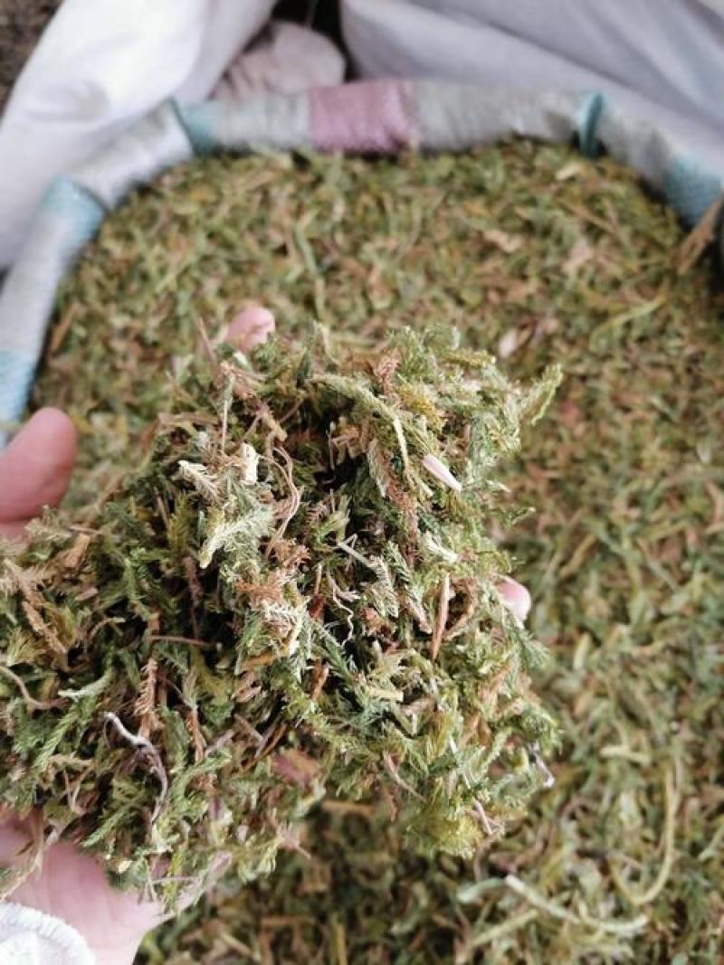 伸筋草，正品伸筋草片，干净无杂质量保证！
