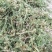 伸筋草，正品伸筋草片，干净无杂质量保证！